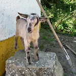 Casinha De Ferias No Campo - Quintinha Dos Cavalos - Arruda Dos Vinhos * Sabugos