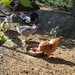 度假居 Casinha De Ferias No Campo - Quintinha Dos Cavalos - Arruda Dos Vinhos *